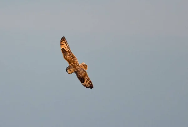Short eared owl in flight — Stock Photo, Image