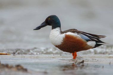 Ahşap ördek veya Carolina ördek 