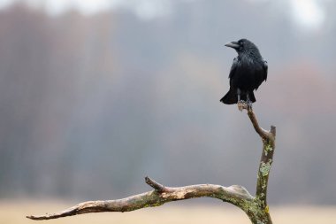 hooded crow (Corvus cornix) clipart