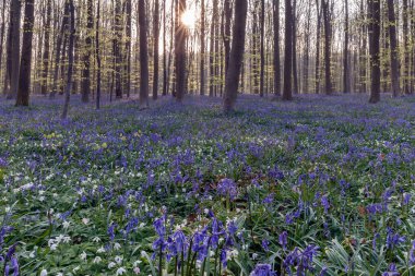 güzel çiçek açan bluebell orman 