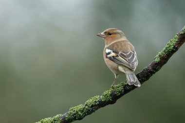 Chaffinch  bird  on nature clipart