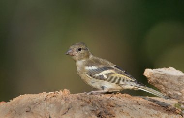İspinoz kuşu niteliğine