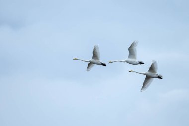 Ötücü kuğu uçuş 