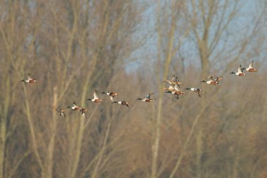 Bir sürü Kuzey Kürekçi (anas clypeata )