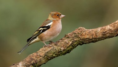 İspinoz kuşu niteliğine 