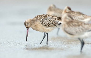 Bar kuyruklu çulluğu kuşlar