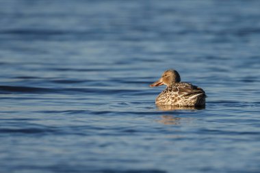 Kuzey Kürekçisi (Anas clypeata )