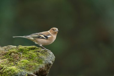 Chaffinch  bird  on nature clipart