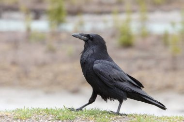 Kapüşonlu Karga (Corvus Cornix)