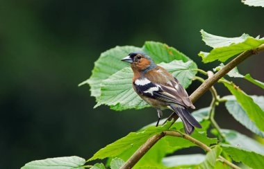 İspinoz kuşu niteliğine 