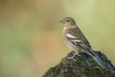 İspinoz kuşu niteliğine