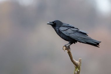Kapüşonlu Karga (Corvus Cornix)