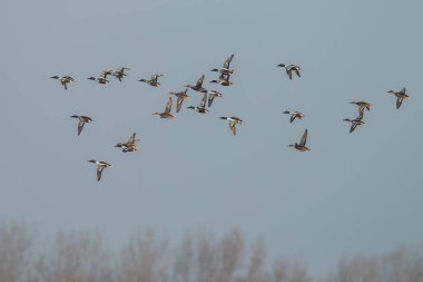 Bir sürü Kuzey Kürekçi (anas clypeata )