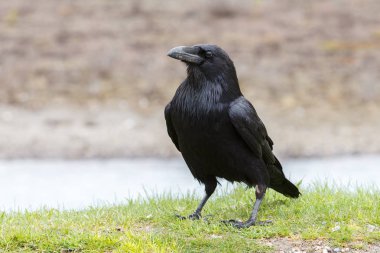 Kapüşonlu Karga (Corvus Cornix)