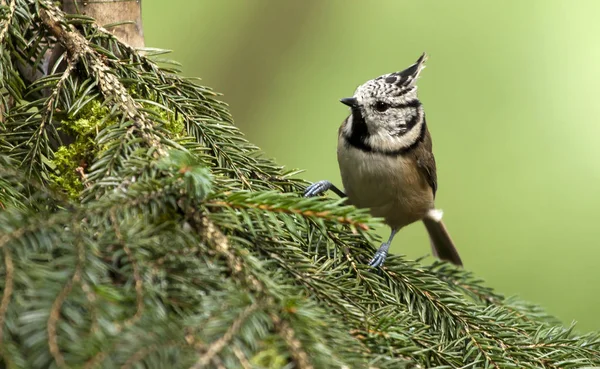 Crested tit in the forest — Stock Photo, Image