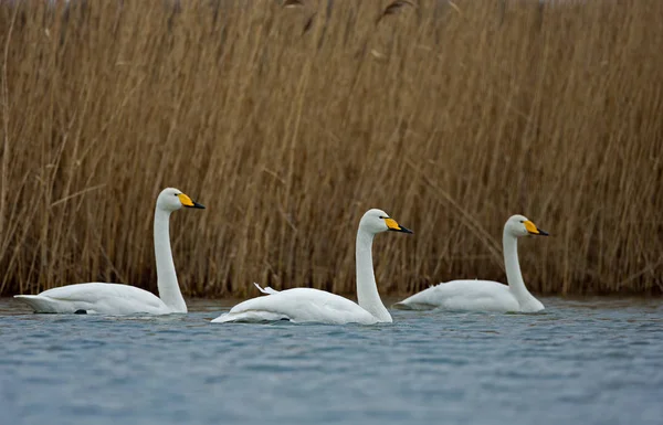 Whooper Swan ptaków — Zdjęcie stockowe