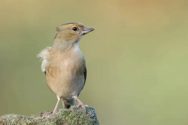 Chaffinch pássaro na natureza — Fotografia de Stock