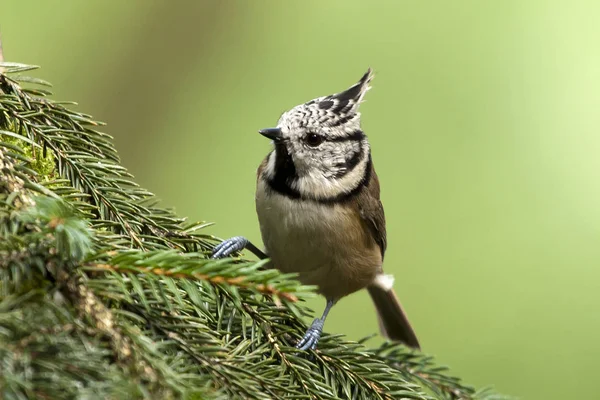 Crested tit in the forest — Stock Photo, Image