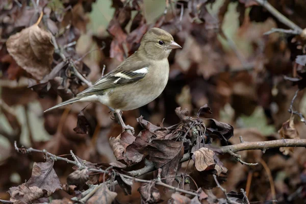 Chaffinch pássaro na natureza — Fotografia de Stock