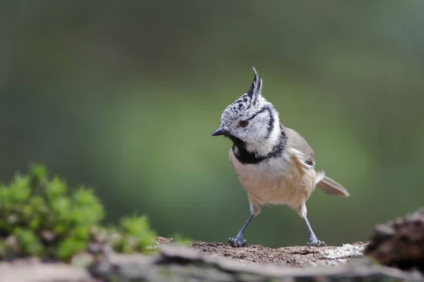 Crested tit in the forest — Stock Photo, Image