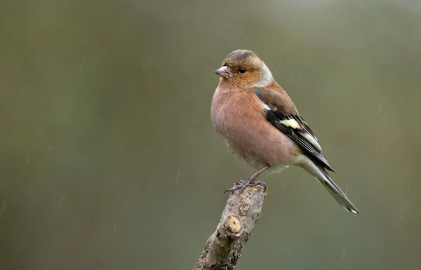 Chaffinch pájaro en la naturaleza — Foto de Stock