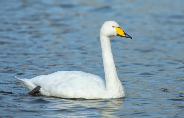 Cygne siffleur oiseau — Photo