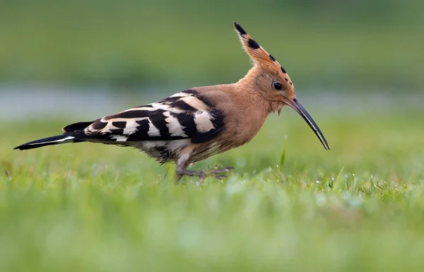 Wiedehopf (upupa epops)) — Stockfoto