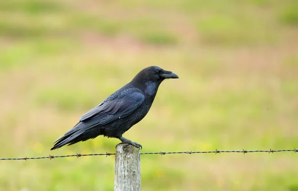 Kapüşonlu Karga (Corvus Cornix)