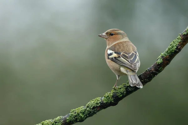 Uccello fringuello sulla natura — Foto Stock