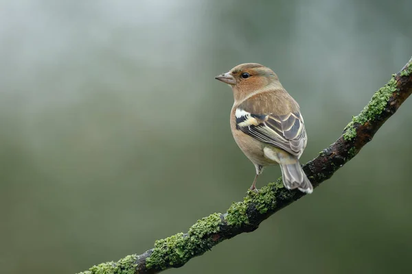 Buchfink über die Natur — Stockfoto