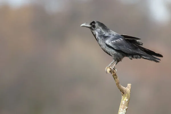 ฮู้ดคราวน์ ( Corvus cornix ) — ภาพถ่ายสต็อก