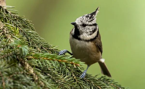 Crested tit in the forest — Stock Photo, Image