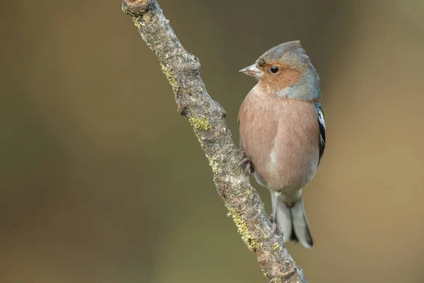 Pěnkava obecná pták na přírodu — Stock fotografie
