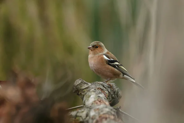 Chaffinch pássaro na natureza — Fotografia de Stock