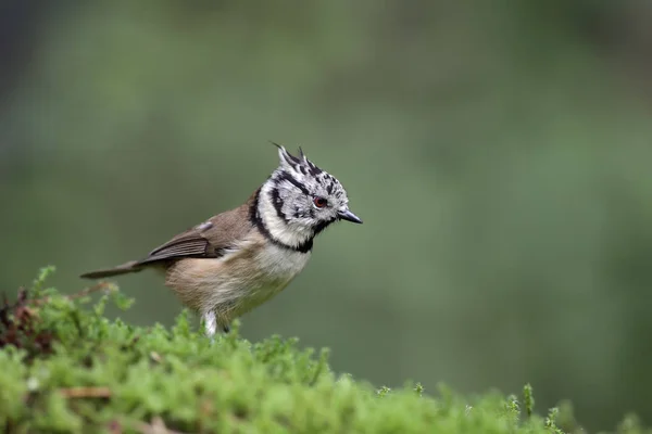 Crested tit in the forest — Stock Photo, Image