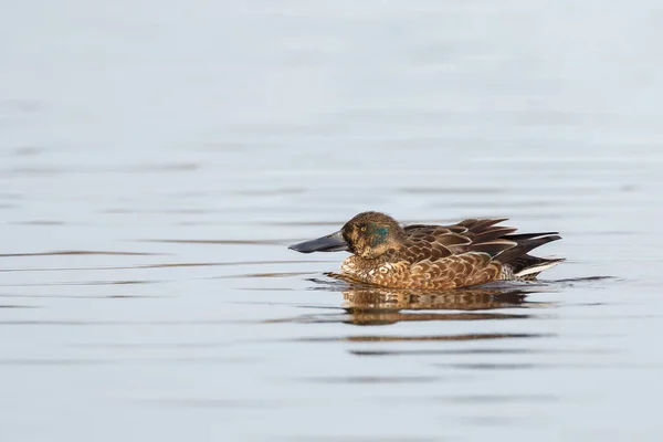 The wood duck or Carolina duck — Stock Photo, Image