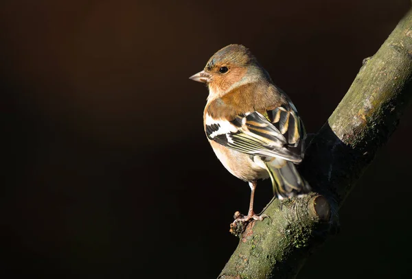 Chaffinch bird on nature — Stock Photo, Image