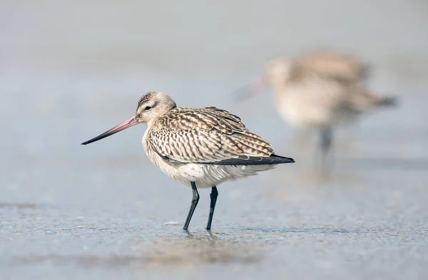 Bar-tailed Godwit  birds — Stock Photo, Image