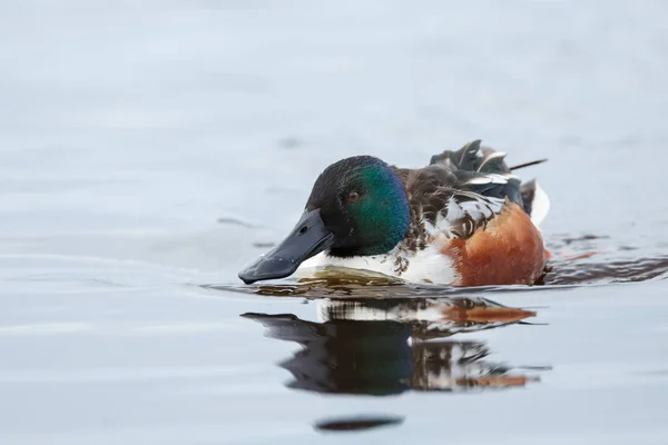 Dřevo Kačer nebo kachna Karolína — Stock fotografie