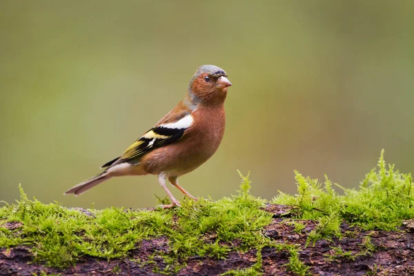 Uccello fringuello sulla natura — Foto Stock