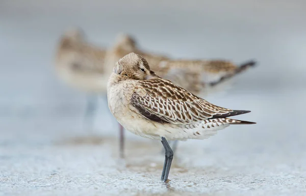 Bar-tailed Godwit  birds — Stock Photo, Image