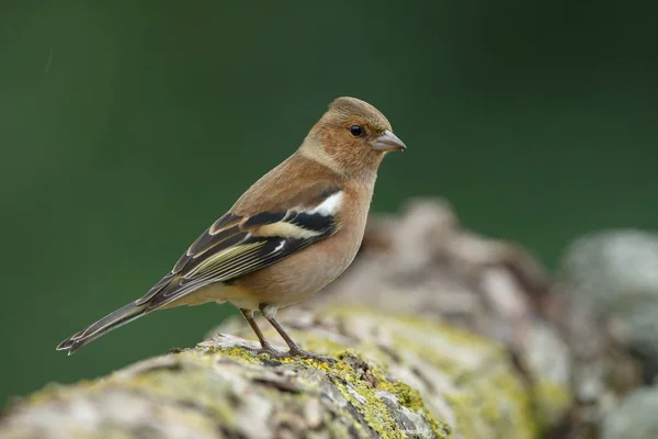 Chaffinch  bird  on nature — Stock Photo, Image