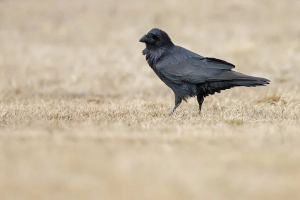 Corvo com capuz (Corvus cornix ) — Fotografia de Stock