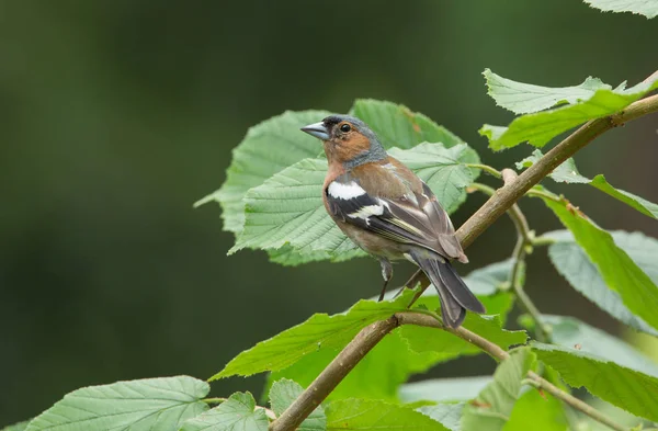 Chaffinch bird on nature — Stock Photo, Image