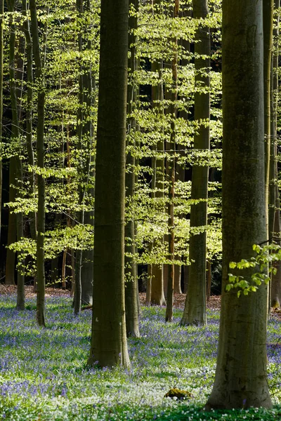 Prachtig bloeiende bluebell bos — Stockfoto