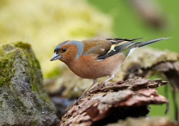 Uccello fringuello sulla natura — Foto Stock