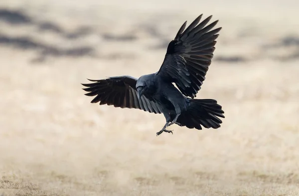 Cuervo encapuchado (Corvus cornix ) — Foto de Stock