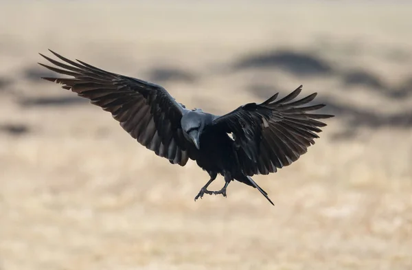 头冠乌鸦(Corvus Cornix)) — 图库照片