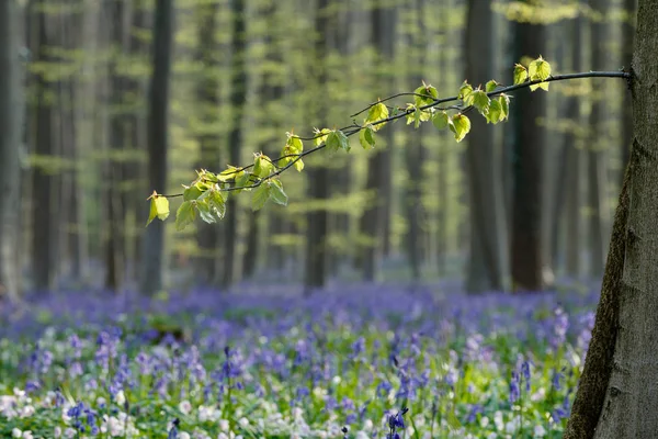 Prachtig bloeiende bluebell bos — Stockfoto