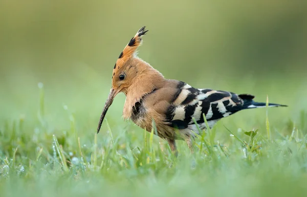 Wiedehopf (upupa epops)) — Stockfoto